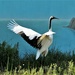 Red-crowned Crane by lynnz