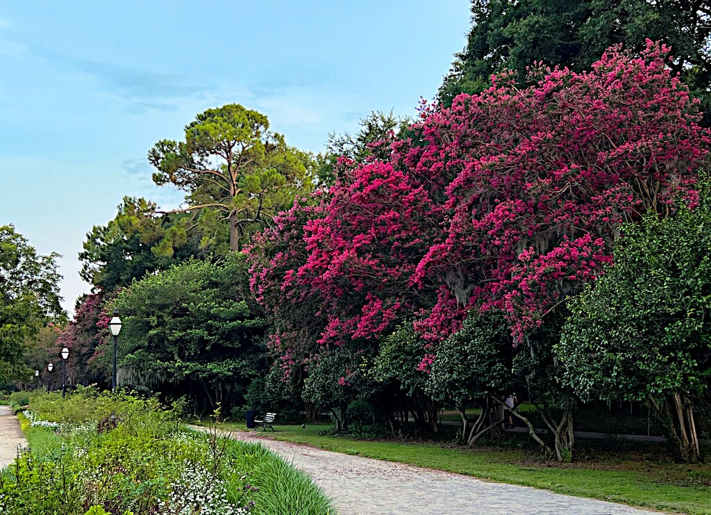 The magnificent blooms of crape myrtles adorn our city now! by congaree