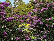 25th Jul 2023 - The magnificent blooms of crape myrtles adorn our city now!