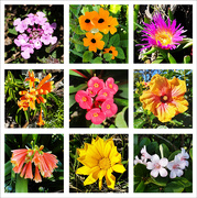 26th Jul 2023 - Flower Collage