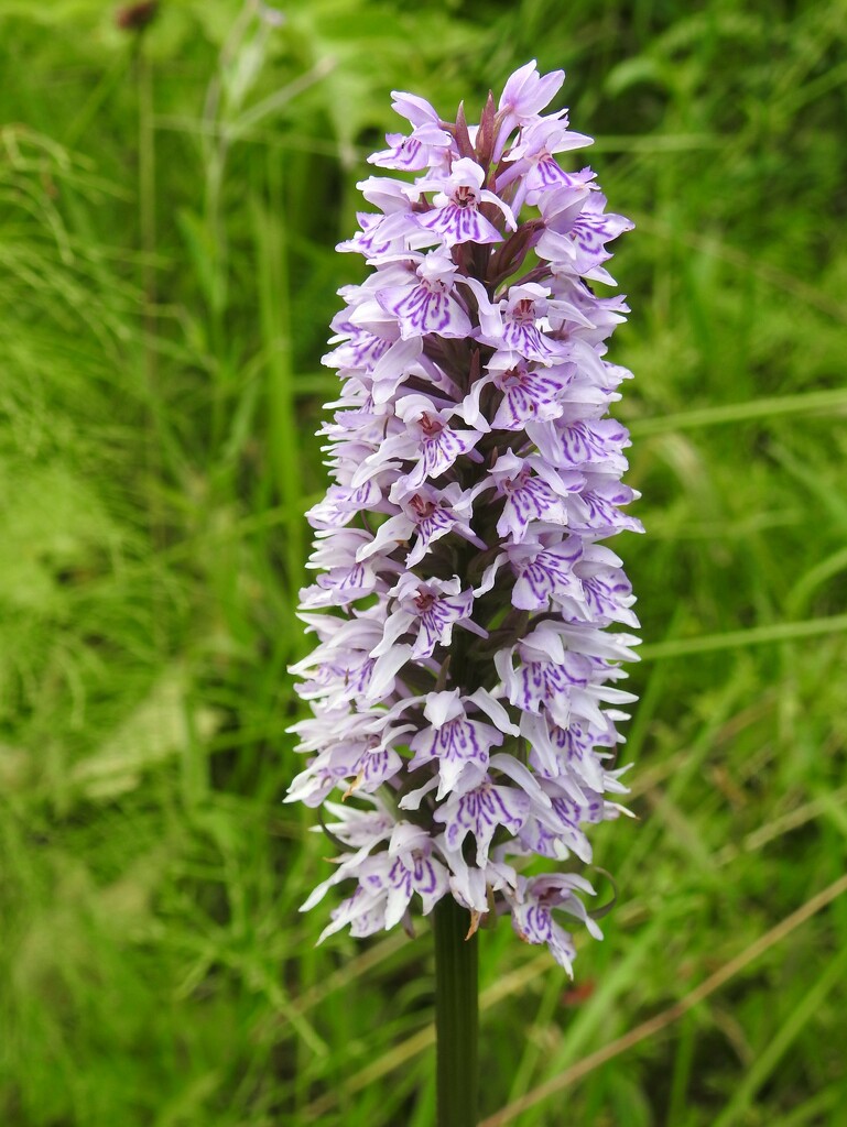 Common Spotted Orchid by oldjosh