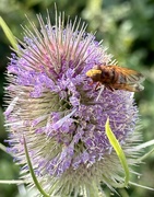 26th Jul 2023 - Teasel and unknown insect