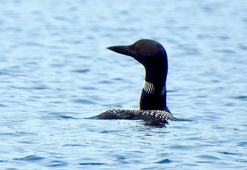 Common Loon by sunnygreenwood