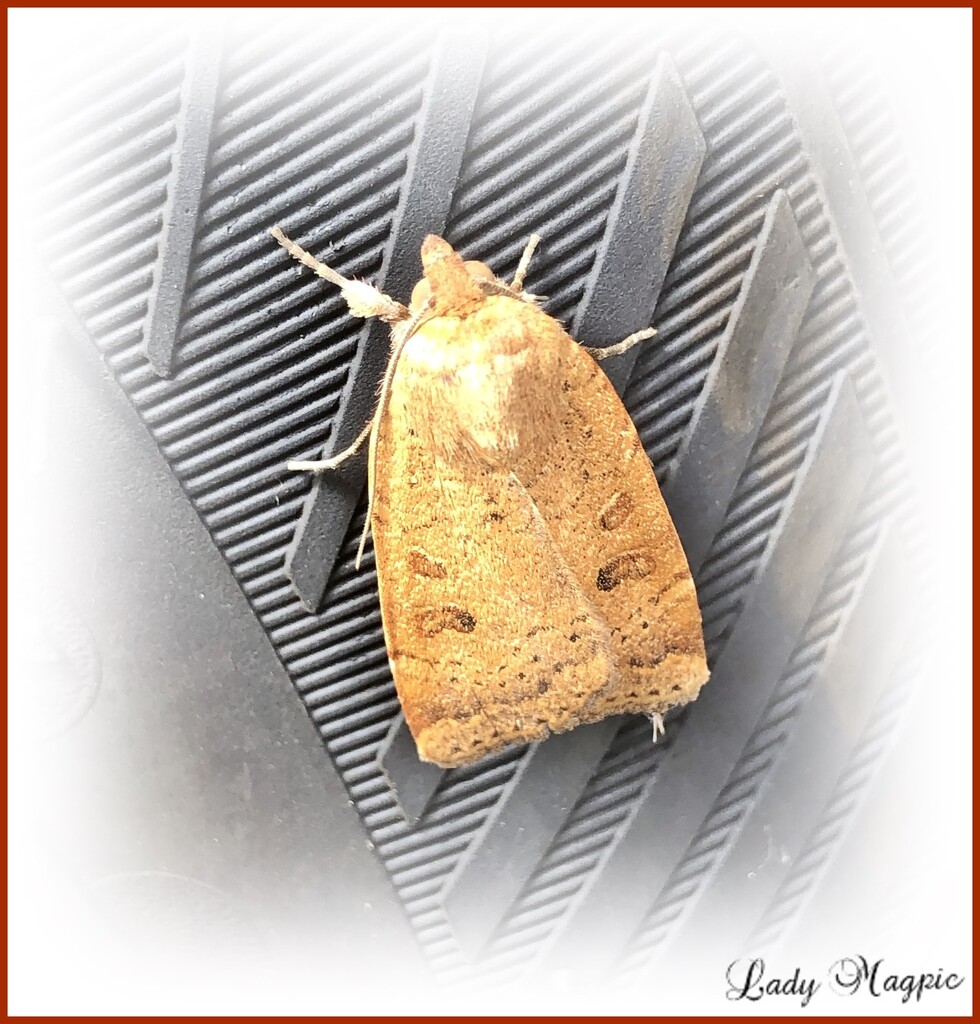 A Tyred Moth by ladymagpie
