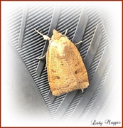 26th Jul 2023 - A Tyred Moth