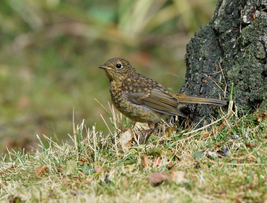 YOUNG ROBIN  by markp