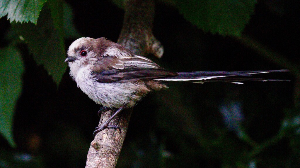 YOUNG LONG TAILED TIT by markp