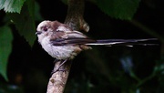 26th Jul 2023 - YOUNG LONG TAILED TIT