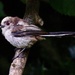 YOUNG LONG TAILED TIT