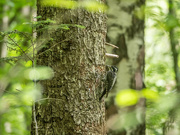 25th Jul 2023 - The Eurasian three-toed woodpecker 