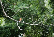 26th Jul 2023 - A robin out my window
