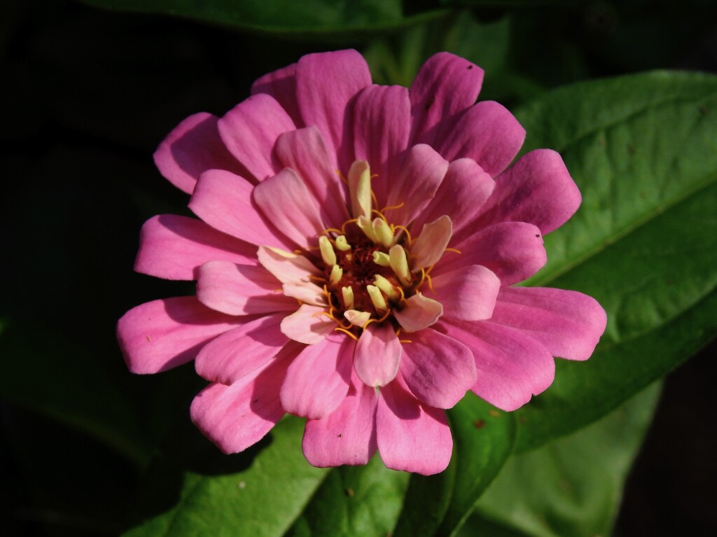 Zinnia by sunnygreenwood