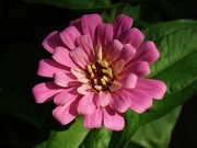 19th Jul 2019 - Zinnia