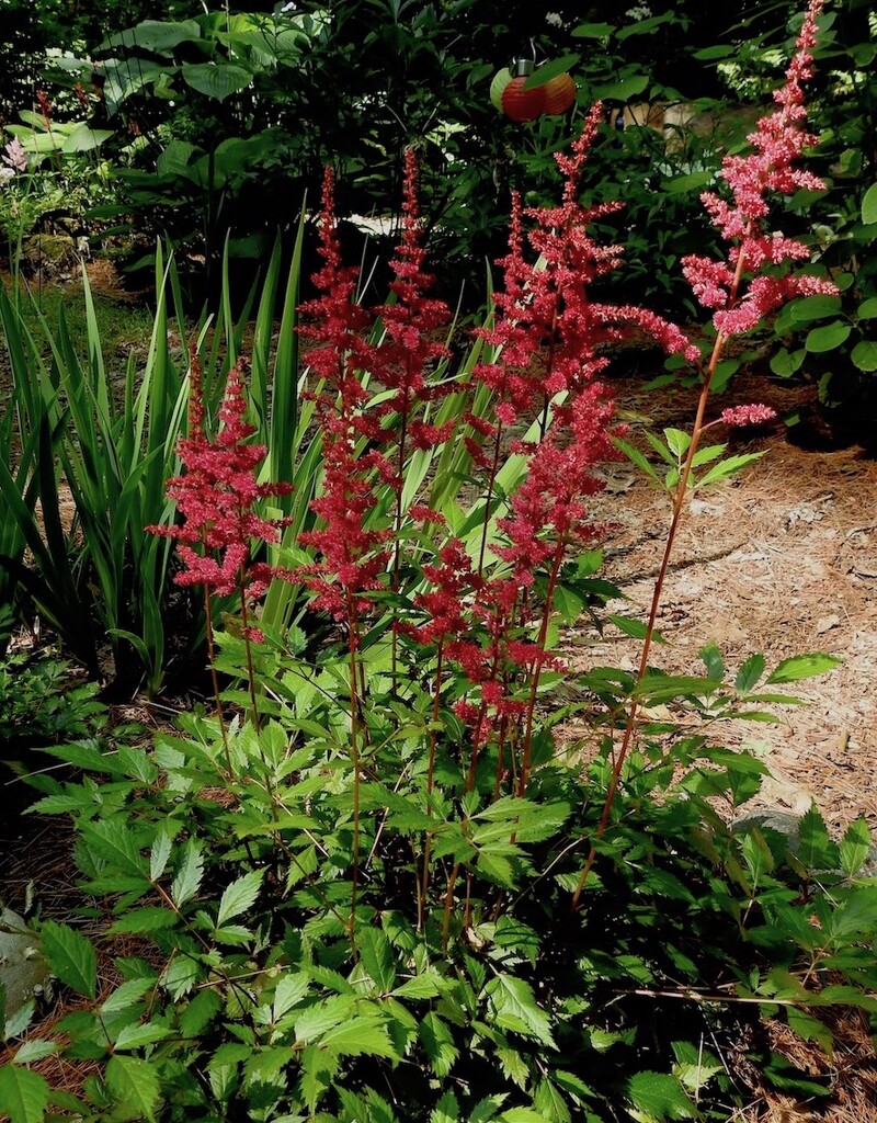 Astilbe by sunnygreenwood