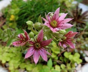 21st Jul 2019 - Sempervivum