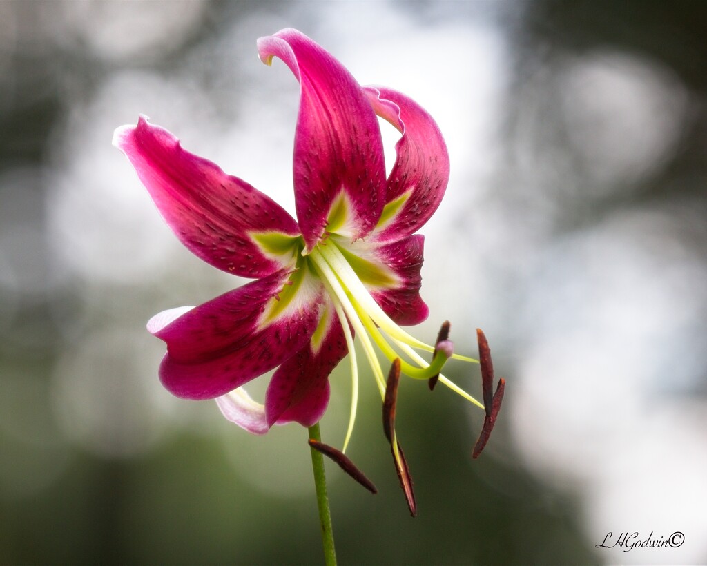 LHG_5928Asian Lily in softlight by rontu