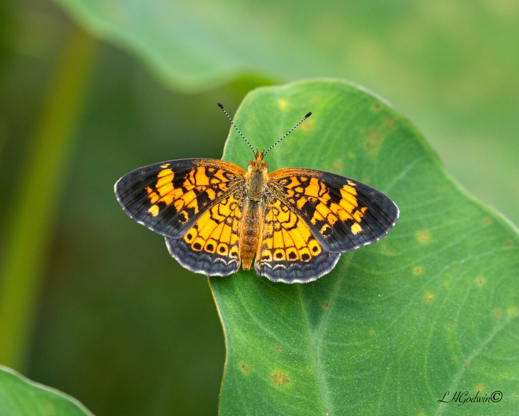LHG_5864Pearl Crescent butterfly by rontu