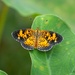 LHG_5864Pearl Crescent butterfly by rontu