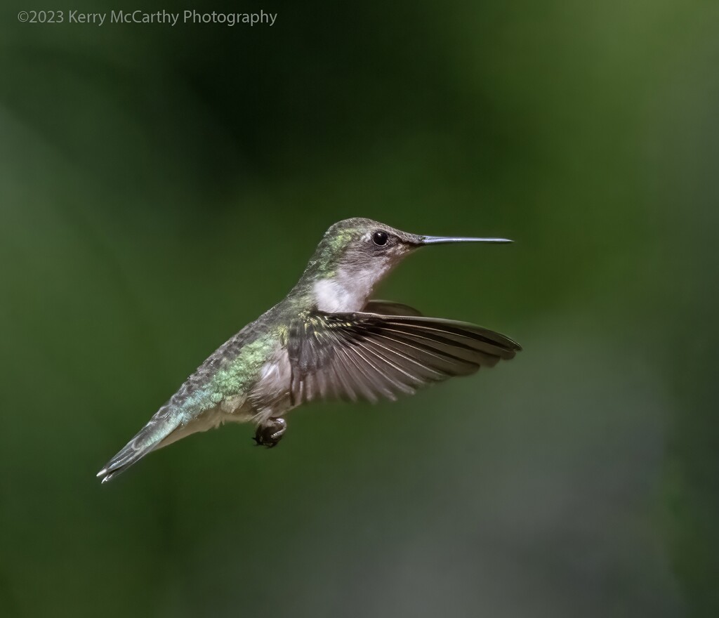 Female Ruby-throated hummingbird by mccarth1