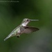 Female Ruby-throated hummingbird by mccarth1