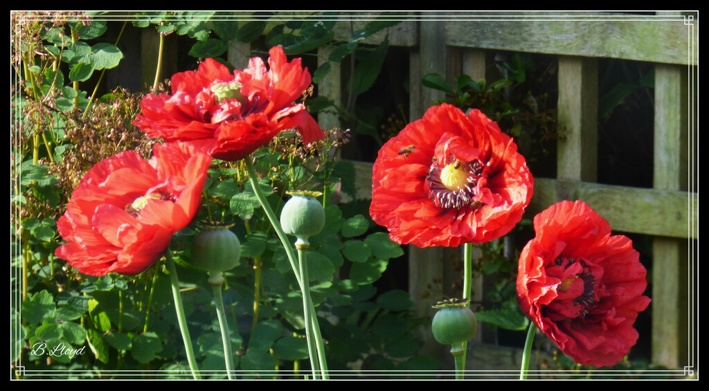 Poppies galore by beryl