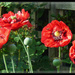 Poppies galore by beryl