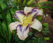 22nd Jul 2019 - Daylily "Destined to See"