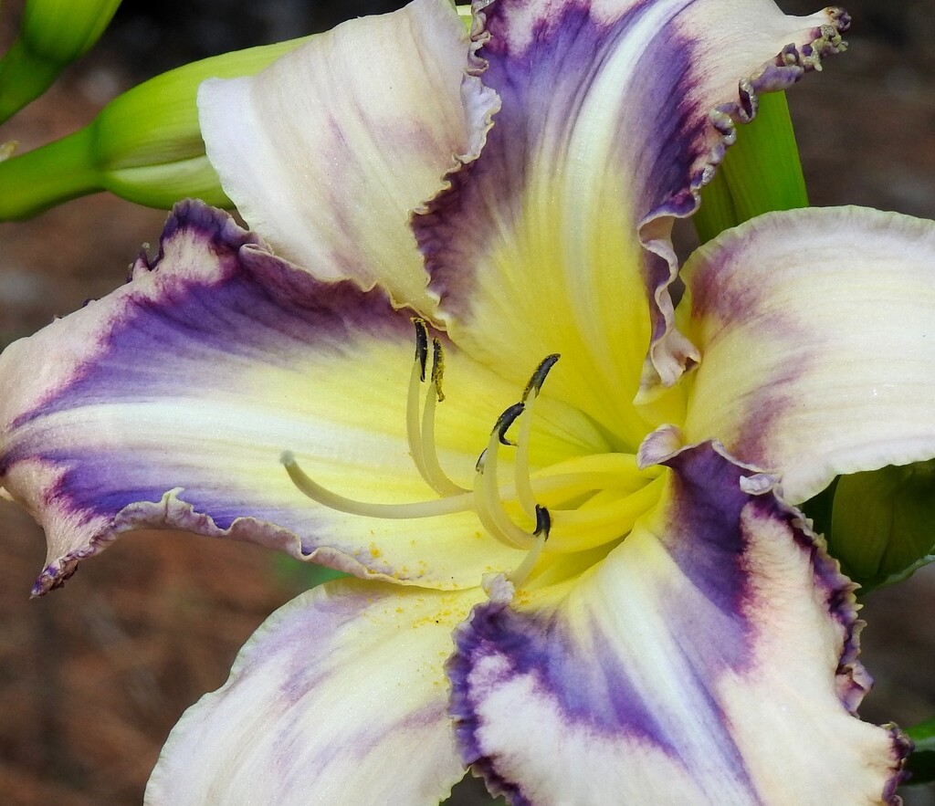 "Destined to  See" Daylily by sunnygreenwood