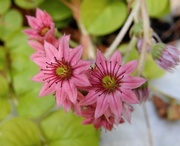 24th Jul 2019 - Sempervivum