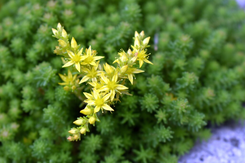 Just one of our little alpine plants by anitaw