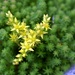 Just one of our little alpine plants by anitaw