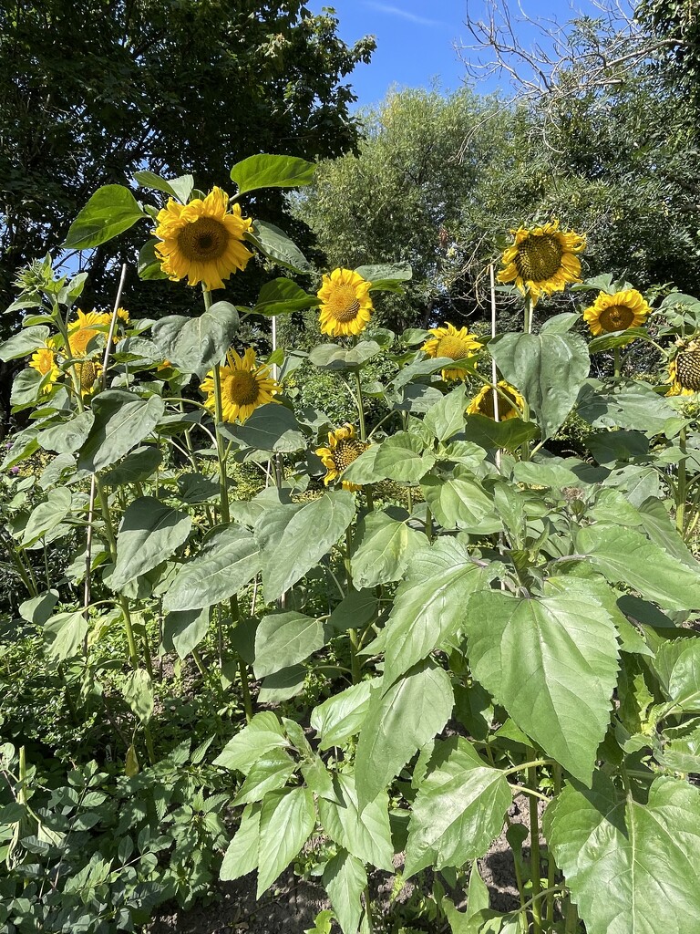 Community sunflowers  by jeremyccc