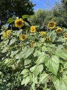 26th Jul 2023 - Community sunflowers 
