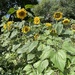 Community sunflowers  by jeremyccc