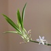 Spider plant flowers by anitaw