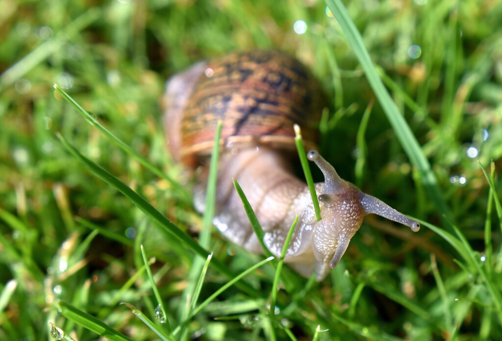 A morning snail travelling through our lawn by anitaw