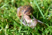 22nd Jul 2023 - A morning snail travelling through our lawn