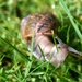 A morning snail travelling through our lawn by anitaw