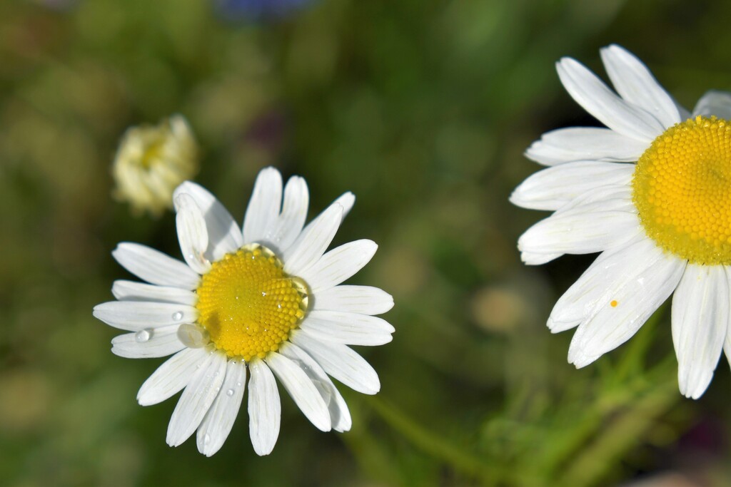 Morning daisy-like flower by anitaw