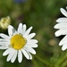 Morning daisy-like flower by anitaw