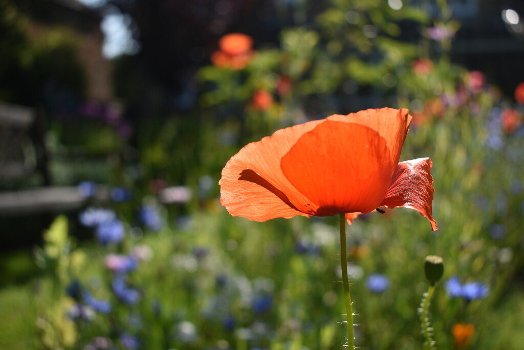 One of the tall poppies by anitaw
