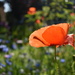 One of the tall poppies by anitaw