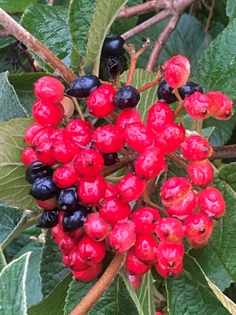 Lovely bright berries by 365anne