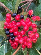 26th Jul 2023 - Lovely bright berries