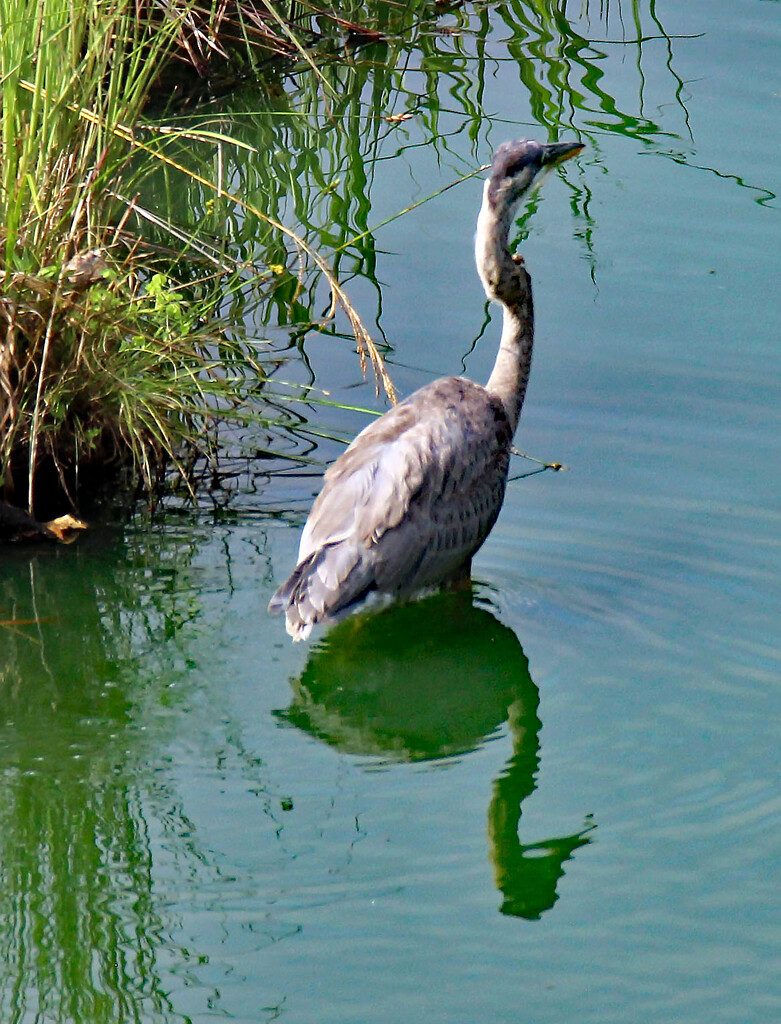 July 22 Blue Heron In Water With Reflection  IMG_4148AA by georgegailmcdowellcom