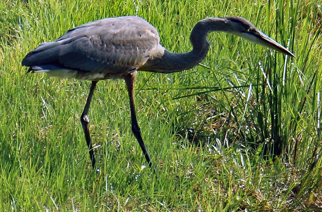 July 25 Blue Heron Focused IMG_4153A by georgegailmcdowellcom