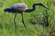 25th Jul 2023 - July 25 Blue Heron Focused IMG_4153A