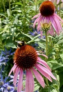 26th Jul 2023 - Busy bee! 