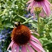 Busy bee!  by bigmxx
