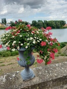 26th Jul 2023 - Flowers by the river